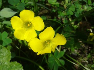 oxalis