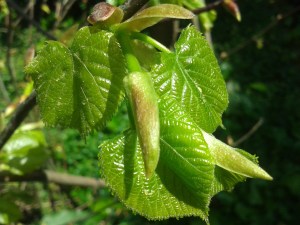 Vestizionedeltiglio2