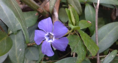 vinca2